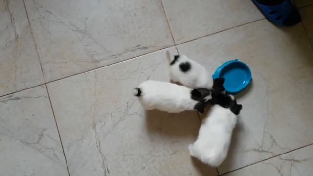 Агата, Алан и Ален Первые приключения смотреть онлайн