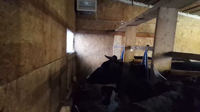 КАК ДЕЛАЮ ВЕНТИЛЯЦИЮ В САРАЕ ДЛЯ КОРОВ смотреть онлайн