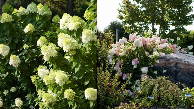 Roberta's First Editions Vanilla Strawberry Live Hydrangea Shrub on QVC смотреть онлайн