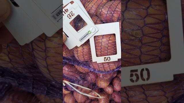 Картофель продажа мелким оптом сорт Ред Скарлет урожай 2022 года смотреть онлайн