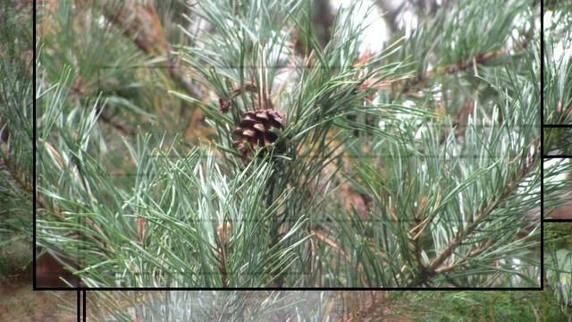 Поход за грибами в ДРЕМУЧИЙ ЛЕС . смотреть онлайн