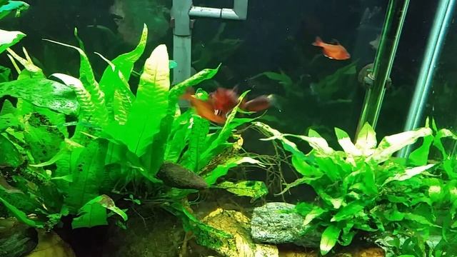 Serpae Tetras In Full Spawning Colors (Red Minor Tetra)