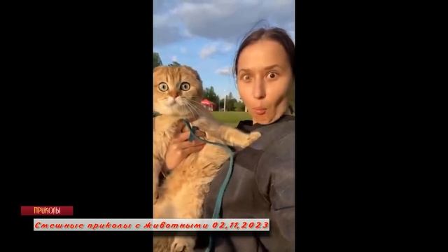 Смешные приколы с животными 30,10,2023 смотреть онлайн
