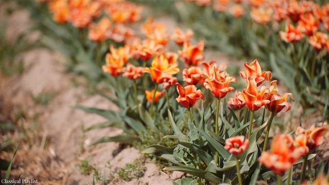 Лучшая весенняя классическая музыка. Нежная фортепианная музыка - Моцарт, Бетховен,  Чайковский, Ба