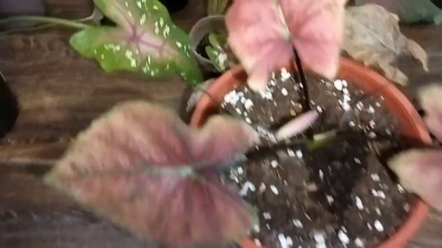 Каладиумы. смотреть онлайн