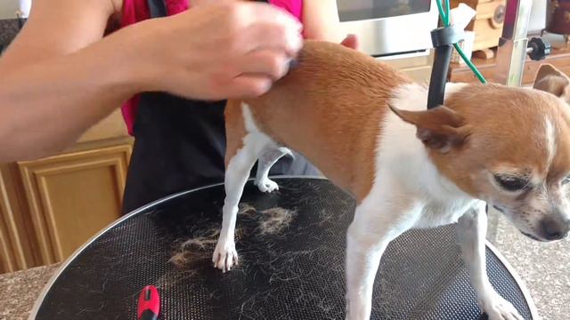 Chihuahua Grooming & Deshedding смотреть онлайн