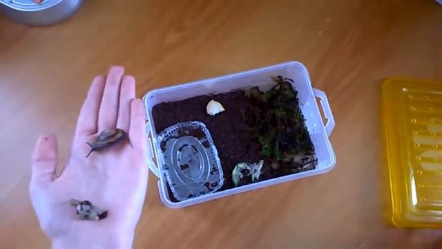 Мои новые улиточки смотреть онлайн