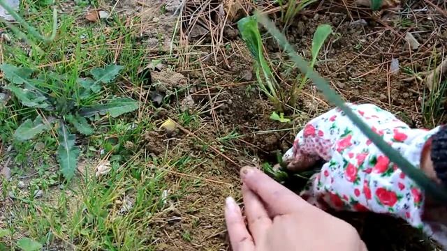 Planting Physostegia virginiana aka Obedient Plant | Year Round Cut Flower Garden ~ Ep 33 смотреть онлайн