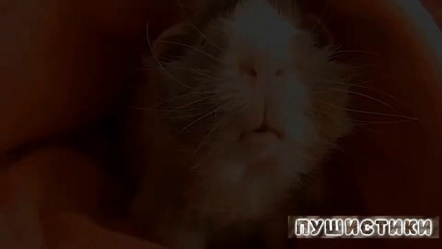 Как кормить морских свинок Приколы смотреть онлайн