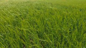 Подкормка ярового ячменя . Состояние на 08.06.2021. 100 и 300 кг селитры