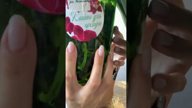Дикие коты смотреть онлайн