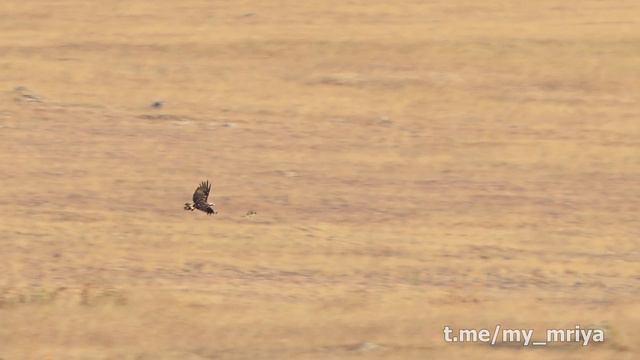 Редкие кадры. Орёл охотится на ястреба. смотреть онлайн