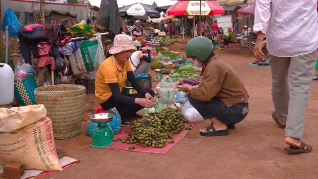Harvesting sweet star fruit, figs Going to market to sell Lucia Daily life смотреть онлайн