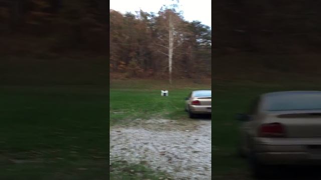 Buck Fever Outdoors Bow Practice смотреть онлайн