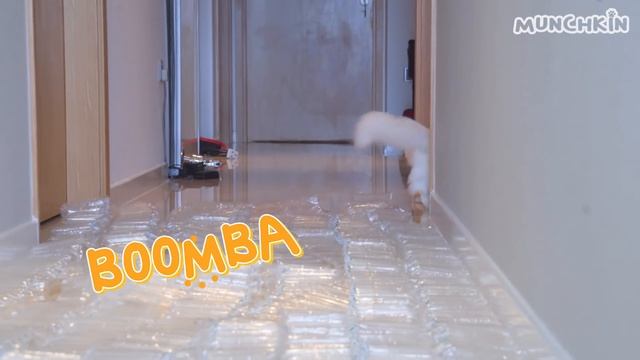 Can Cats Walk On Airbags? смотреть онлайн