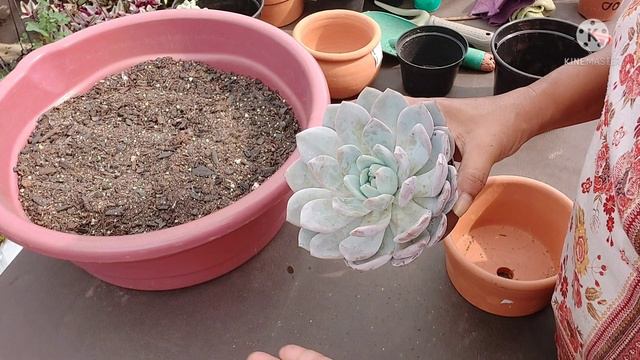 Echeveria Monroe: Como CULTIVAR (luminosidade, substrato, tipo de vaso...) смотреть онлайн