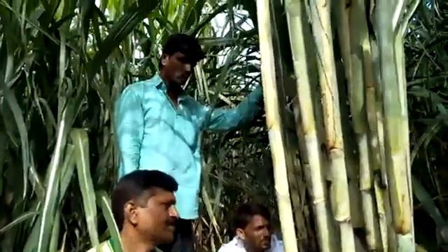 Green Planet Organic Sugarcane ऊस смотреть онлайн