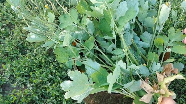 Уникальное растение смотреть онлайн