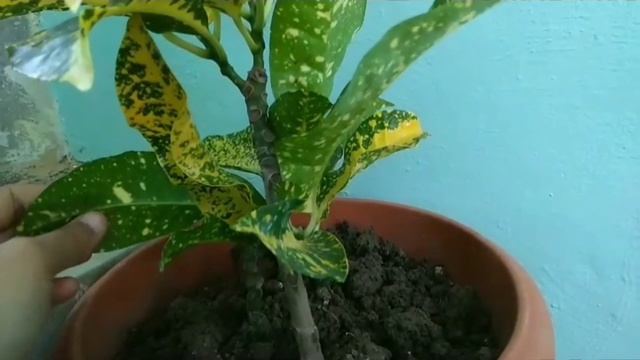 Yellow croton propagation through cuttings update and care🌱 #croton #yellowcroton смотреть онлайн