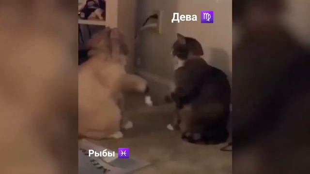 СМЕШНЫЕ ЖИВОТНЫЕ КАК ЗНАКИ ЗОДИАКА смотреть онлайн