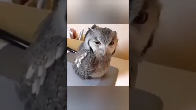 милота🥰они украдут ваше сердечко😍очаровательные животные для поднятия настроения😍 смотреть онлайн