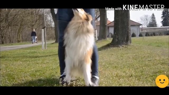 Топ 10 Самых добрых собак в мире!!! смотреть онлайн
