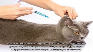 Как сделать укол кошке в холку: внутримышечно и в домашних условиях