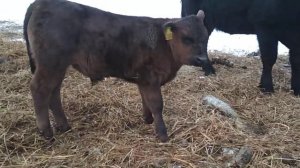 20-дневные телята абердин-ангусской породы???