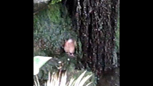 Зоопарк в Праге, Павильон с птицами. смотреть онлайн