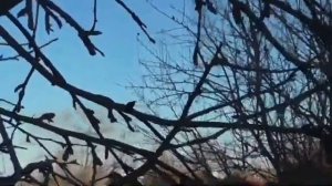 Как определить ростовую и цветочную почку на яблоне, груше?