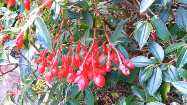 Begonia Fuchsioides Cv Red Cascade HD 03 By LaboratorTEBA