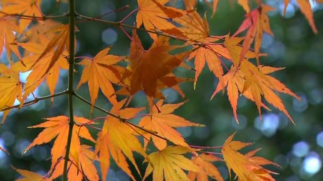 Autumn footage / Осенний футаж 13 смотреть онлайн