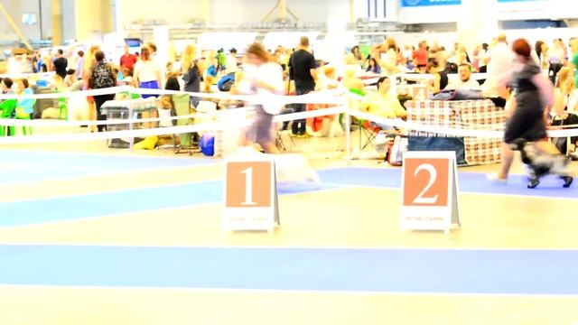 Выставка FCI-CACIB "Золотая Пектораль-2016", англ. коккер-спаниель, сравнение на BOB смотреть онлайн