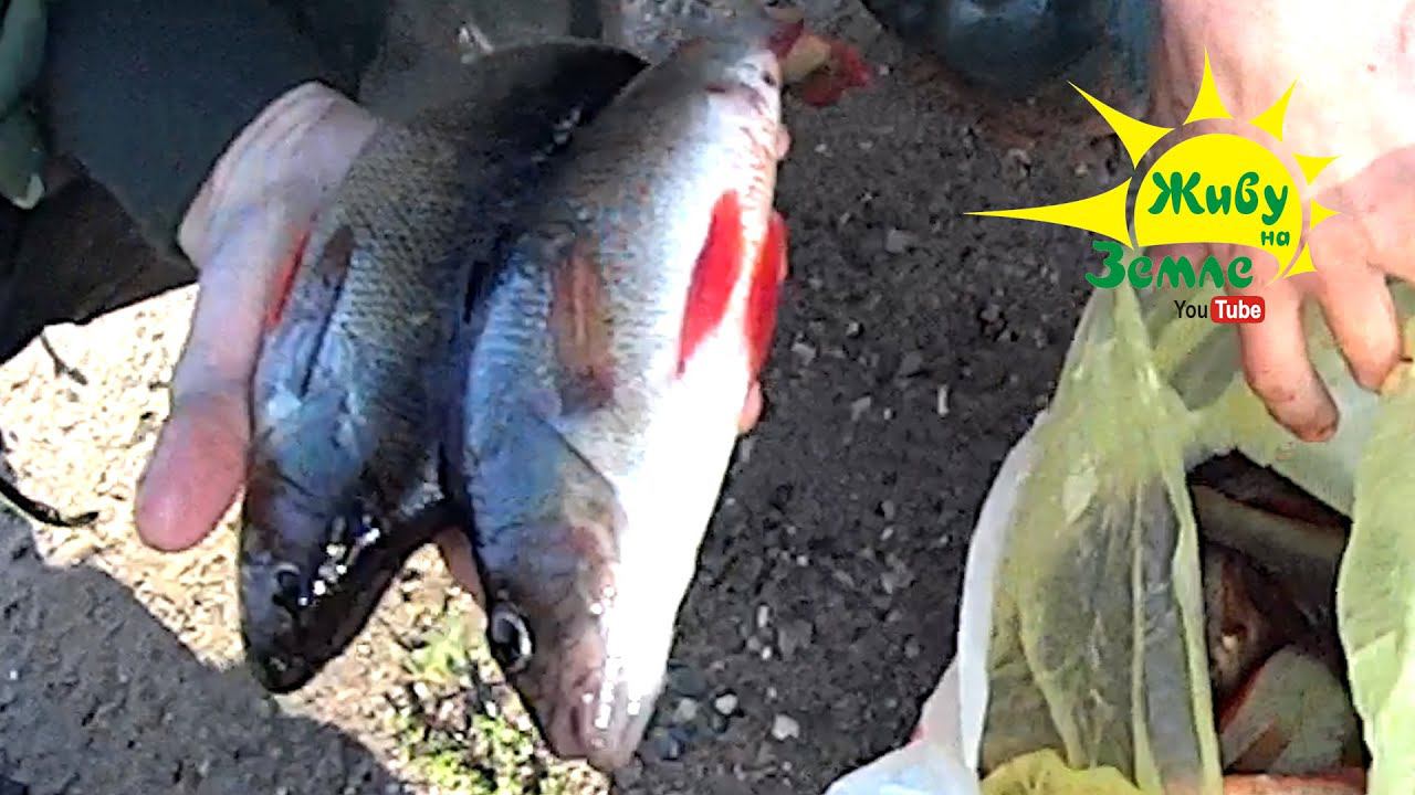 ОТВОДНОЙ ПОВОДОК. Правильная ПРОВОДКА, ТЕХНИКА ловли. Лучшая ОСНАСТКА для ловли окуня на СПИННИНГ смотреть онлайн