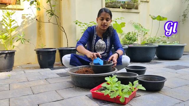 പെറ്റൂണിയ ചെടികൾക്ക് നല്ലൊരു പൊട്ടിങ് മിക്സ് /best potting mix /double petunia/black petunia. смотреть онлайн