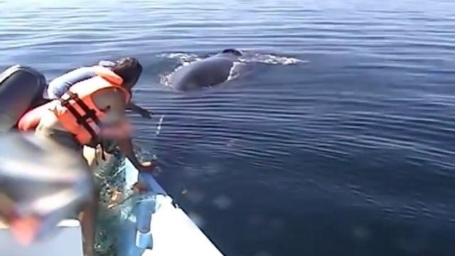 Humpback Whale Shows AMAZING Appreciation After Being Freed From Nets смотреть онлайн