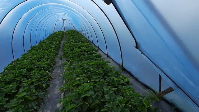 Брилла 28 мая 2022 г. смотреть онлайн