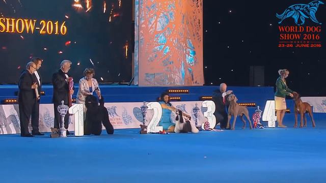 World Dog Show 2016 Best in Show смотреть онлайн