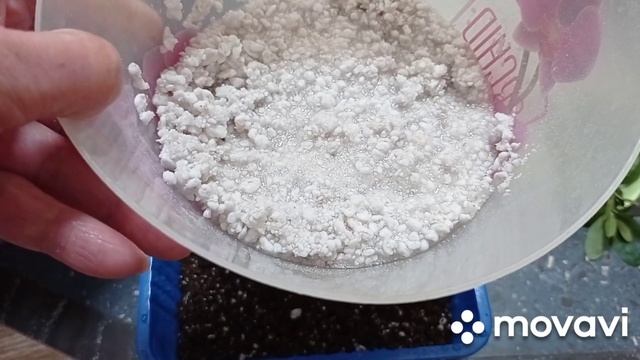 Моя прекрасная азалия. Размножение азалии черенками. смотреть онлайн