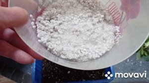 Моя прекрасная азалия. Размножение азалии черенками.