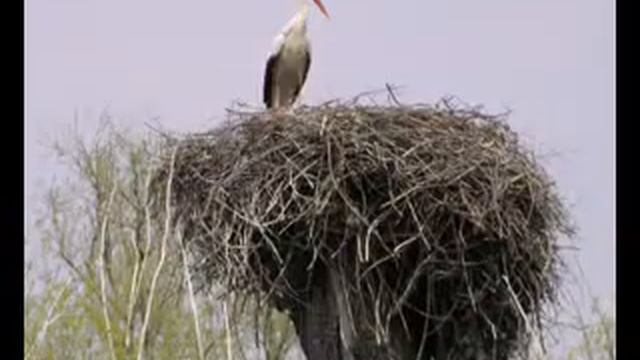 Ukrainian nature. Природа Украины..mp4 смотреть онлайн