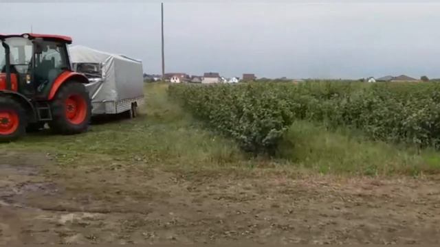 КЛУБНИКА СОЗРЕЛА! СОБИРАЕМ И СКОЛЬКО ПЛАТИМ смотреть онлайн