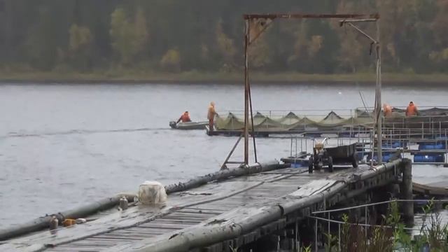 Форель из Карелии смотреть онлайн