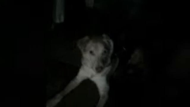 Рисунки и мои животные смотреть онлайн