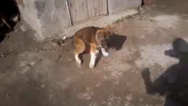 КАВКАЗКАЯ ДВОРНЯГА смотреть онлайн