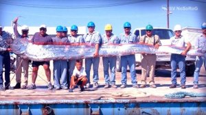 Сельдяной король или ремень-рыба