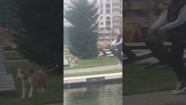 Прогулка с бультерьером в Баку #бультерьер #переезд #иммиграция смотреть онлайн