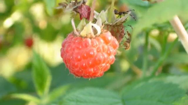 Лето смотреть онлайн