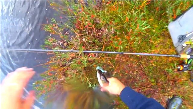 Щука через заброс,ну и рыбалка!Таежное озеро!Выезд-6 смотреть онлайн