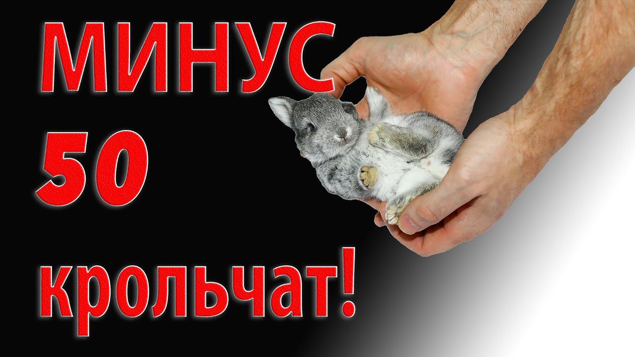 МИНУС 50 КРОЛЬЧАТ! смотреть онлайн